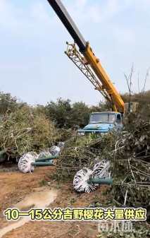 20公分染井吉野樱