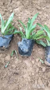 高度12厘米紫菀