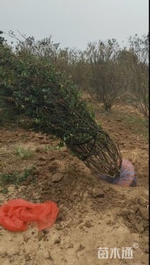 高度250厘米丛生紫薇