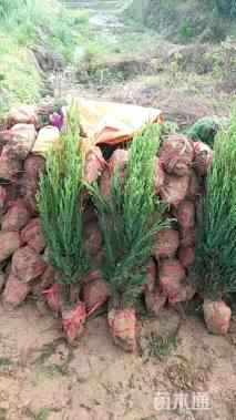 高度150厘米河南桧