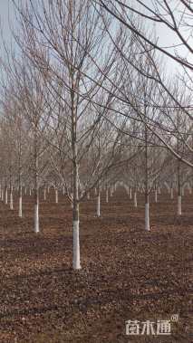 12公分美国红枫