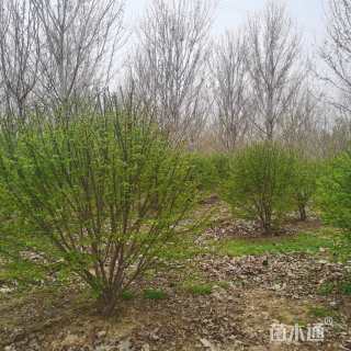 高度180厘米火焰卫矛