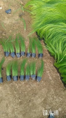 高度25厘米羽毛草