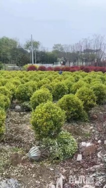 冠幅100厘米金边黄杨球