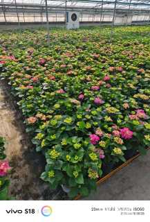 高度50厘米绣球