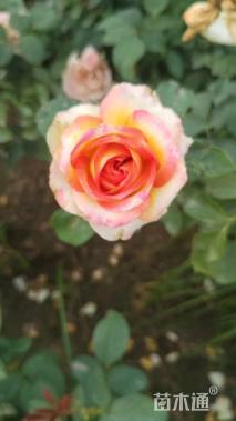 高度40厘米欧洲月季