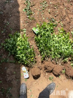 高度50厘米卫矛