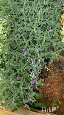 高度30厘米墨西哥鼠尾草