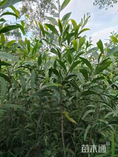 1.5公分马占相思