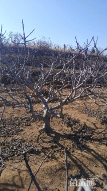 高度2厘米无花果