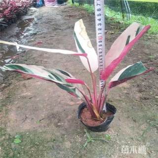 高度25厘米七彩竹芋