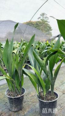 高度50厘米一叶兰