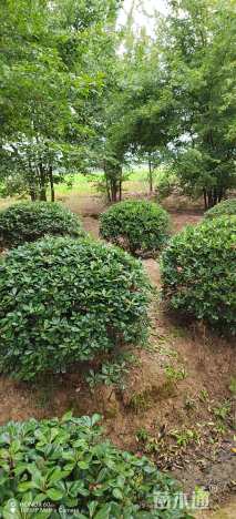 冠幅180厘米海桐球