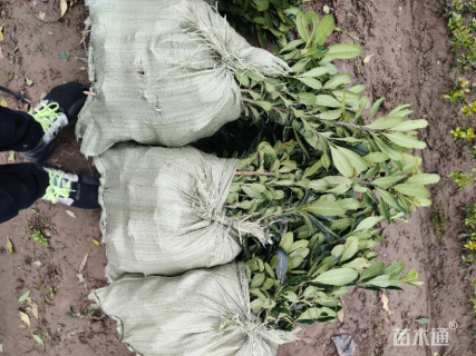 高度40厘米海桐小苗