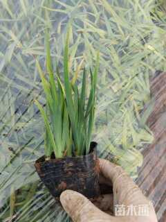 高度15厘米麦冬