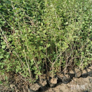 高度40厘米丁香小苗