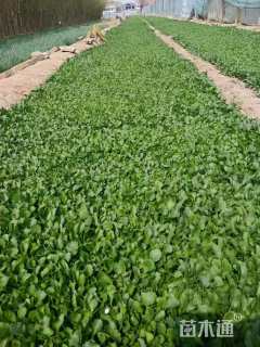 高度20厘米大滨菊