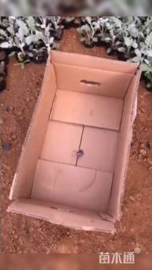 高度20厘米银叶菊