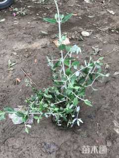高度40厘米灌从石蚕