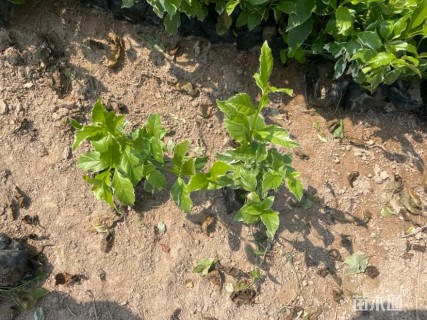 高度30厘米花叶假连翘