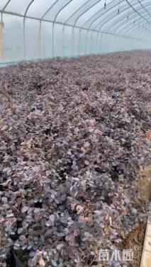 高度33厘米红花继木