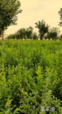 高度80厘米榆树小苗