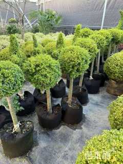 冠幅35厘米亮晶女贞球