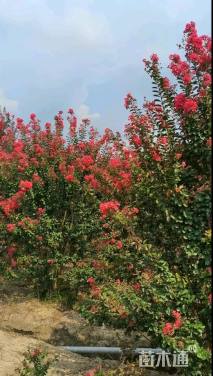 高度30厘米天鹅绒紫薇