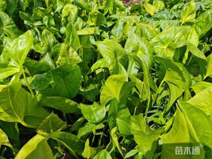 高度20厘米慈姑