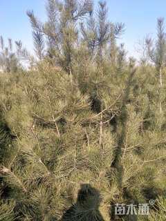 高度2000厘米白皮松