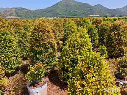 高度100厘米红车