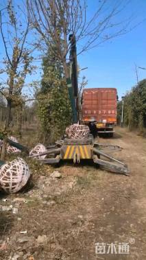 高度200厘米塔柏