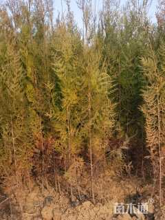 高度120厘米侧柏