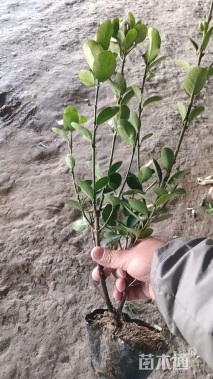 高度50厘米大叶黄杨