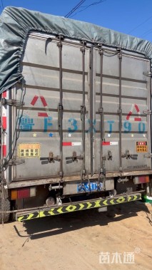 高度50厘米梭鱼草