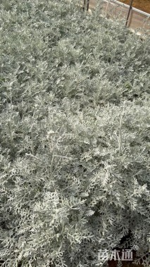 高度30厘米银叶菊