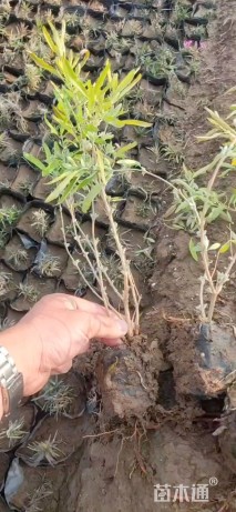 高度40厘米金叶莸