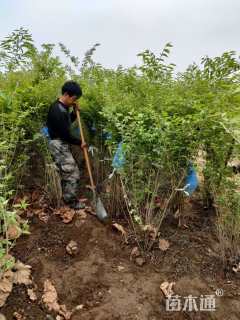 高度1.5厘米金银木