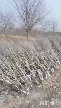 高度150厘米木槿