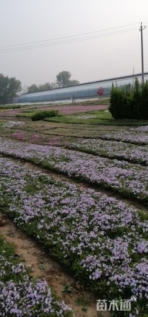 高度15厘米芝樱