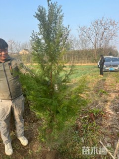 高度170厘米侧柏