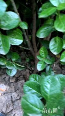 高度1.2厘米北海道黄杨