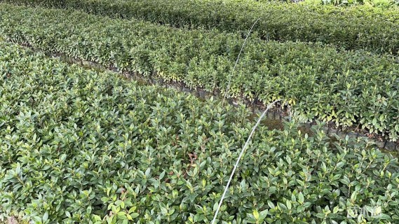 高度25厘米春鹃