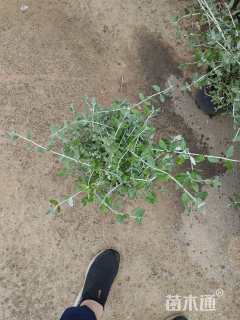 高度25厘米灌从石蚕