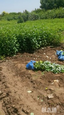 高度60厘米迎春花