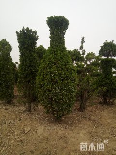 冠幅200厘米大叶黄杨球