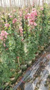 高度60厘米月季