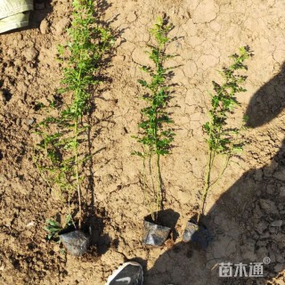 高度40厘米黄刺玫