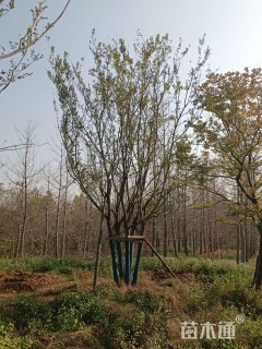 15公分(5杆)丛生榔榆