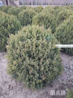 冠幅80厘米桧柏球
